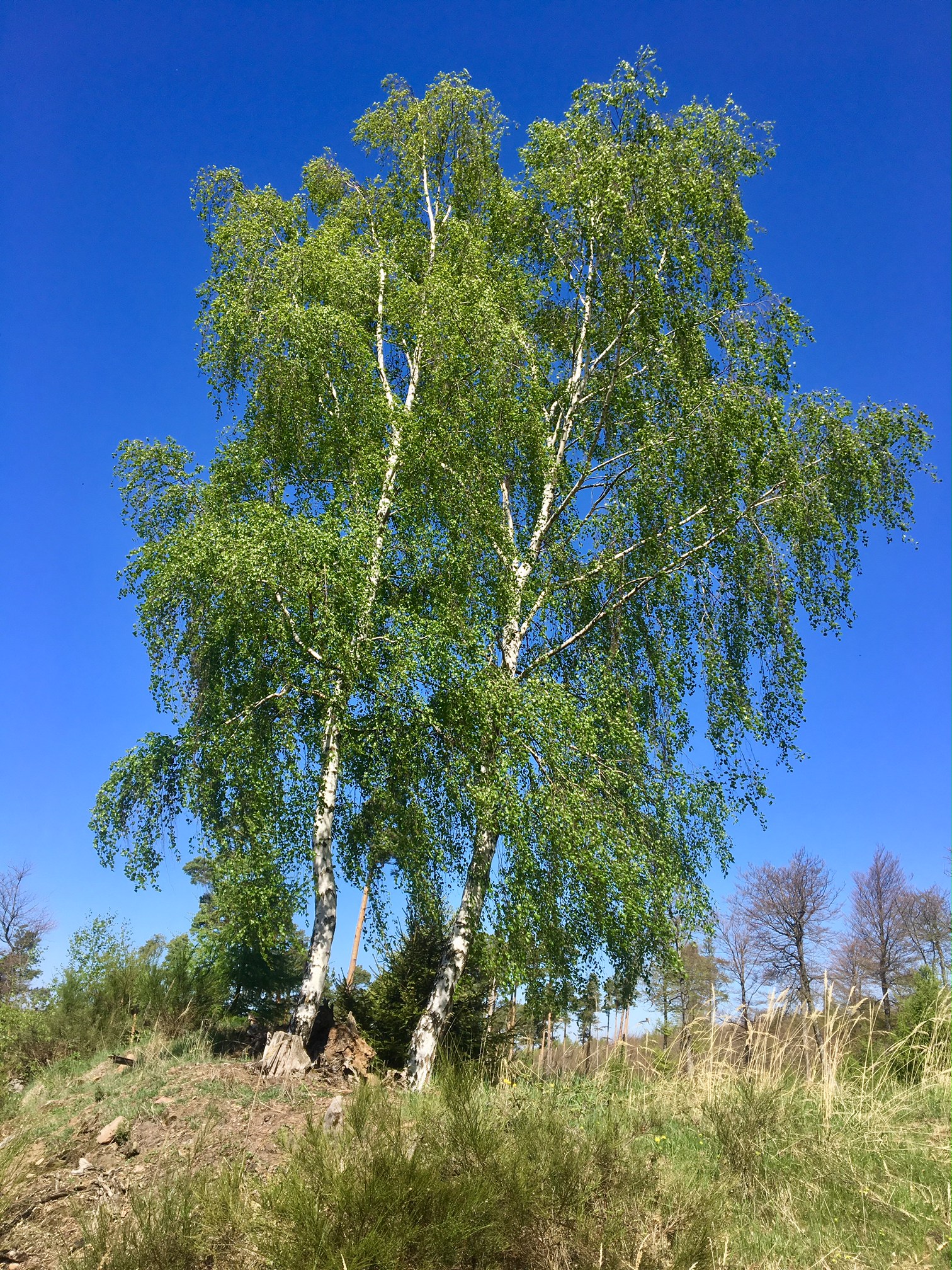 BIrke im Pfälzerwald